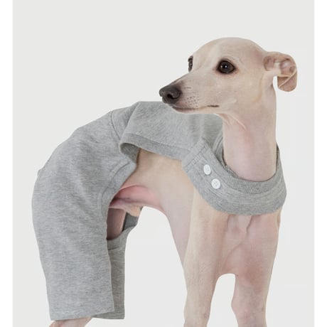 イタリアングレーハウンド | STORES