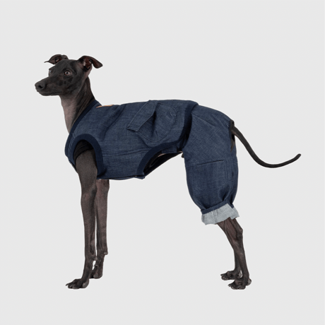 イタリアングレーハウンド | STORES