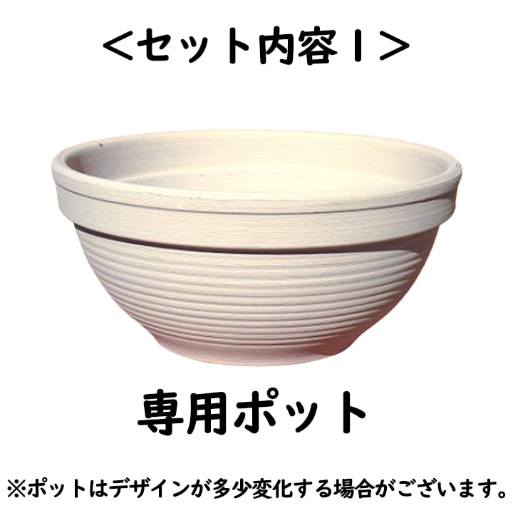 選べるパワーストーン入り]アーシングポットキッド（芝生タイプ