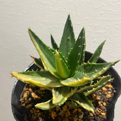 斑入り植物専門店〜錦〜