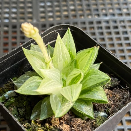 斑入り植物専門店〜錦〜　同梱価格　２点 数量限定 斑入り テーブルサイズ 観音竹 綾錦 セラミックボール鉢