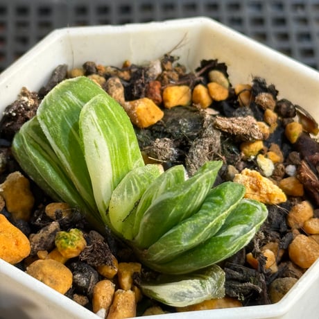 斑入り植物専門店〜錦〜