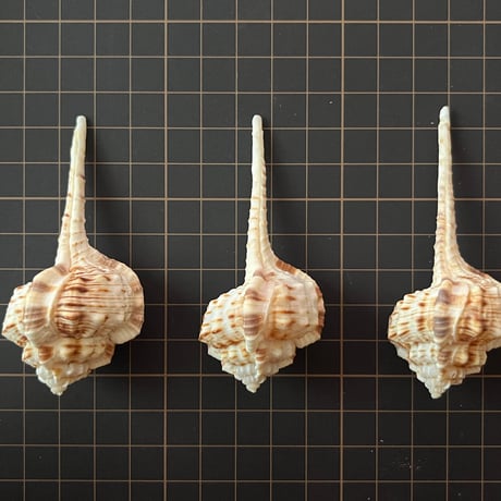 渦巻きシェル No.2