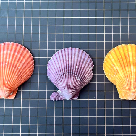 カラーシェル