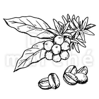 コーヒー豆のペン画イラスト-040019