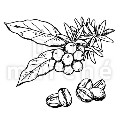 コーヒー豆のペン画イラスト-040019