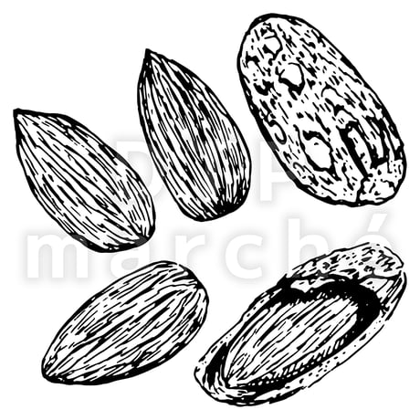 アーモンドのペン画イラスト-040001