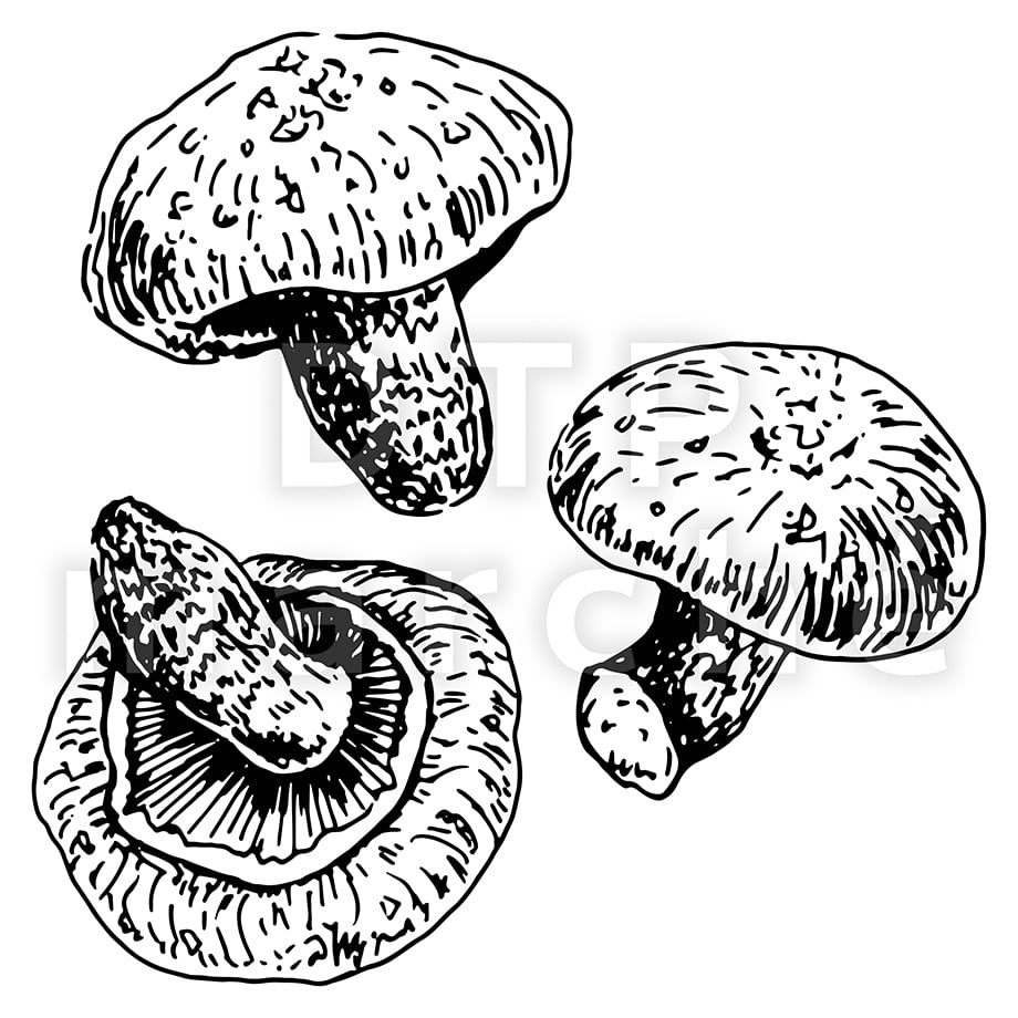 6835132b145555cf40676725