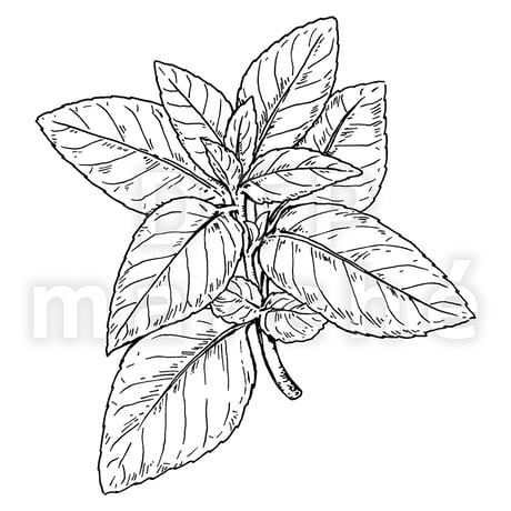 ミント【ペパーミント】のペン画イラスト-040010
