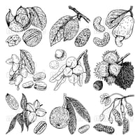 ナッツのペン画イラストセット-010007