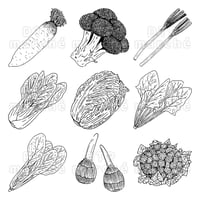 冬野菜のペン画イラストセット-010002