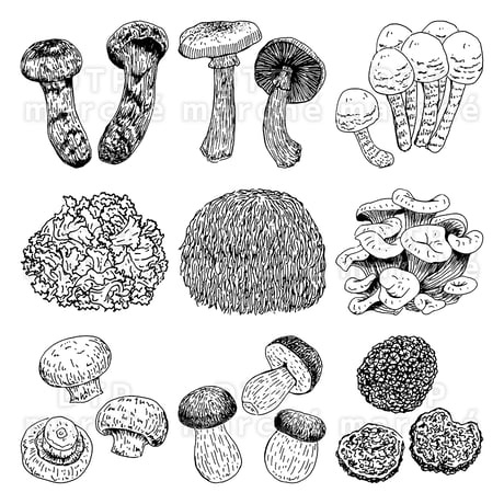 きのこのペン画イラストセット-010005 | DTP marché｜イラスト・写真