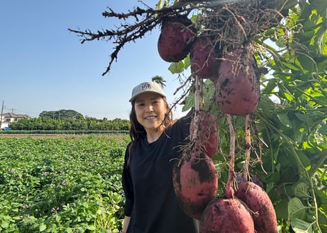 栽培期間中：農薬・化学肥料不使用のジャガイモ（レッドムーン）