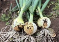 栽培期間中：農薬・化学肥料不使用の新玉ねぎ 2kg