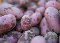 栽培期間中：農薬・化学肥料不使用のジャガイモ（レッドムーン）