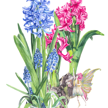 ヒヤシンス | STORES