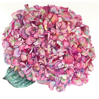 Red Hydrangea