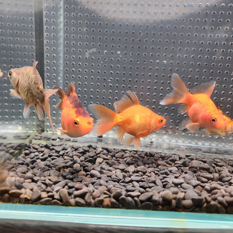 国産 ドラゴンスケール玉サバ6㎝± （吉野養魚場産） | 金魚・クワカブ