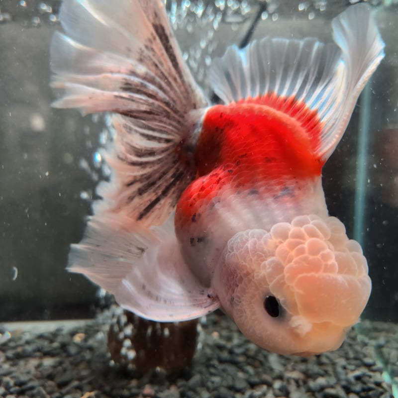 タイ産 ローズテールオランダ16㎝± | 金魚•クワカブ専門店 祭
