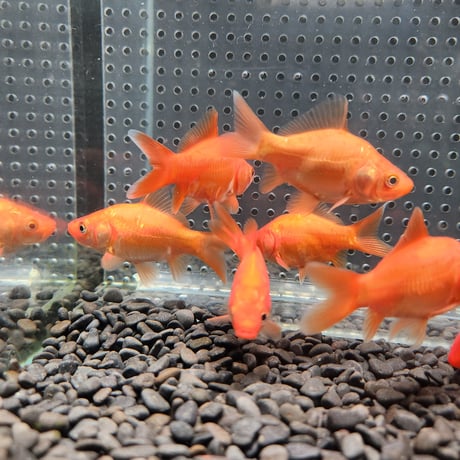 国産　ドラゴンスケールフナ尾和金8㎝± （吉野養魚場産）