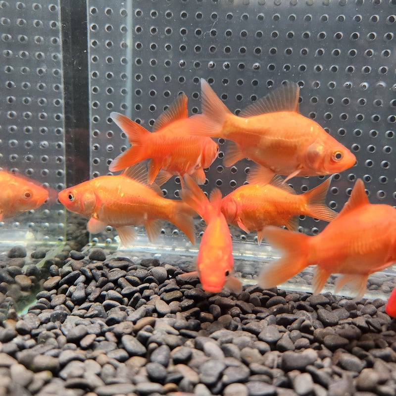 国産 ドラゴンスケールフナ尾和金8㎝± （吉野養魚場産） | 金魚