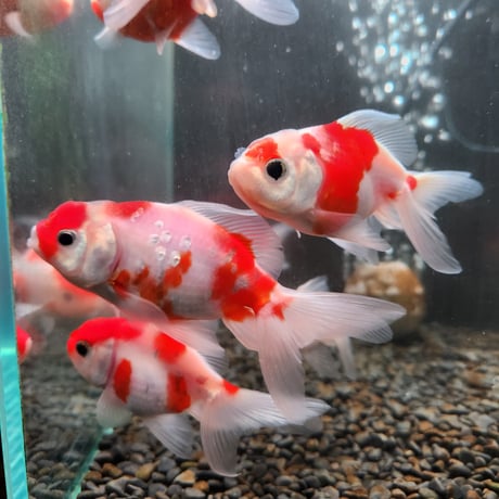 国産　桜東錦10㎝± 【志村養魚場産】