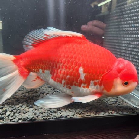 国産　上物ジャンボ獅子頭31㎝±