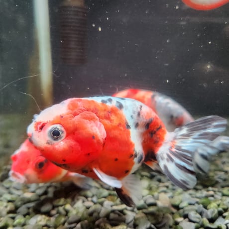 国産　江戸錦10㎝±（志村養魚場産）