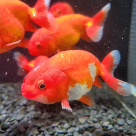 国産　らんちゅう11㎝±（志村養魚場産）