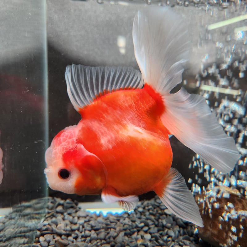 金魚ローズテールオランダ親魚 ローズテールオランダ | 金魚宝房