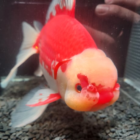 国産　上物ジャンボ獅子頭31㎝±