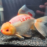 国産 ジャンボ東錦14～20㎝± | 金魚•クワカブ専門店 祭