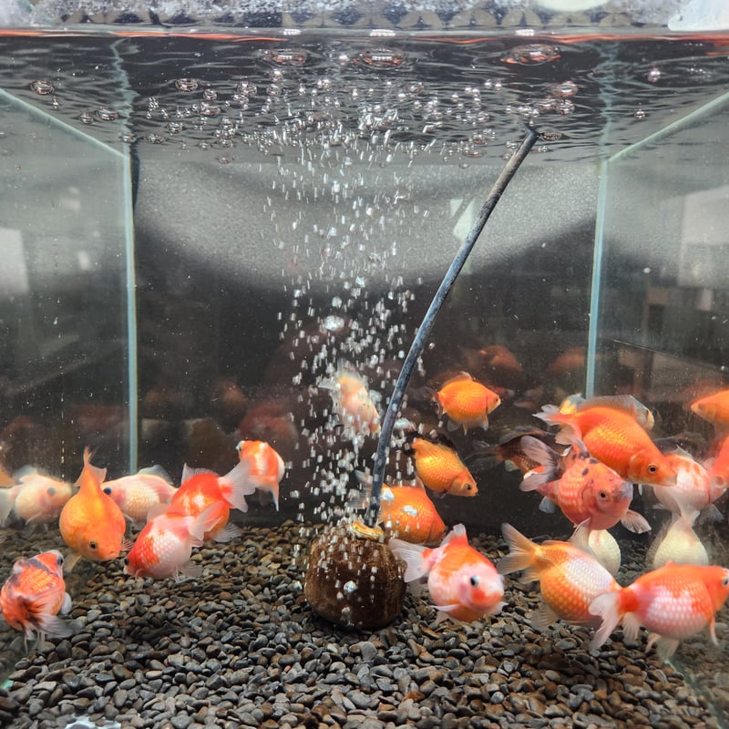 国産 ピンポンパール7㎝± | 金魚・クワカブ専門店 祭-matsuri-