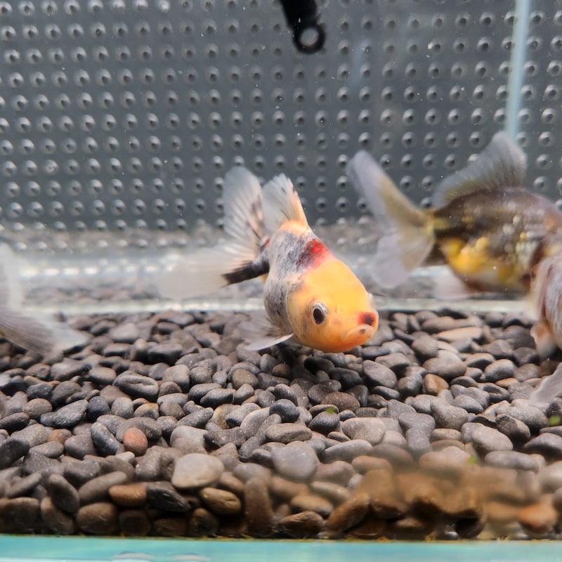 国産 五色東錦9㎝± （志村養魚場産） | 金魚・クワカブ専門店 祭-matsuri-