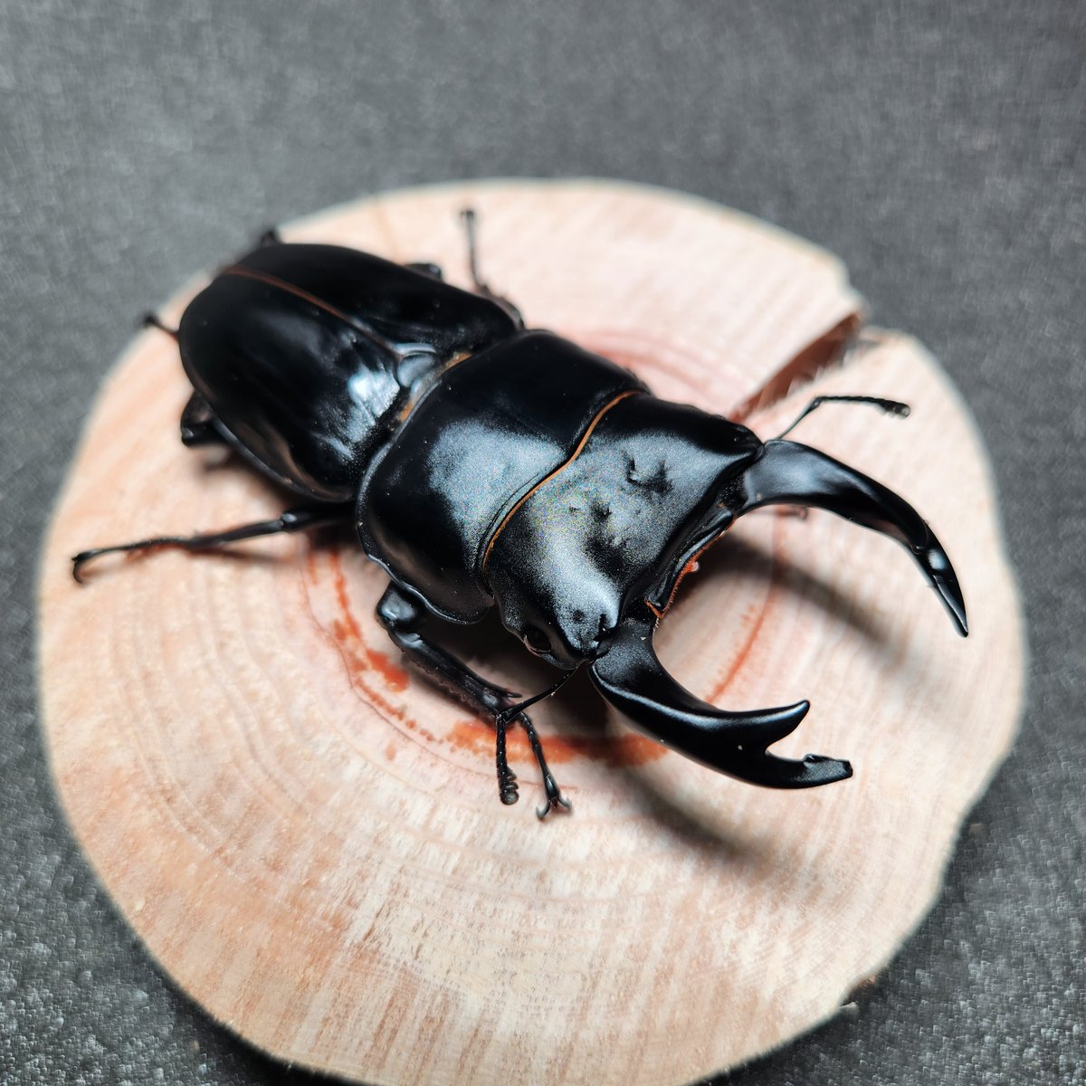 オオクワガタ　[奈良輪川西] オオクワガタ奈良輪川西 ♀単品48.6mm – 昆虫ショップNexus