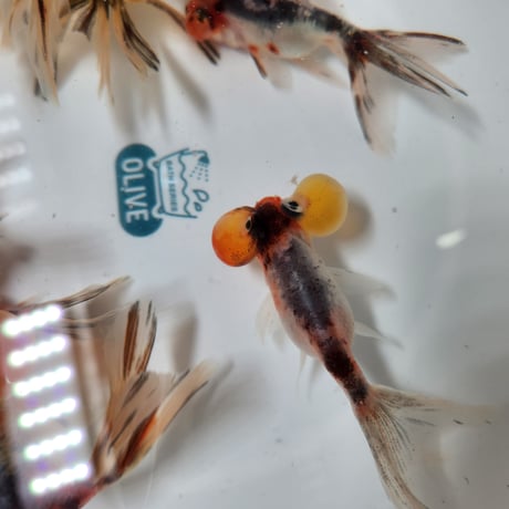 国産　キャリコ水泡眼9㎝±