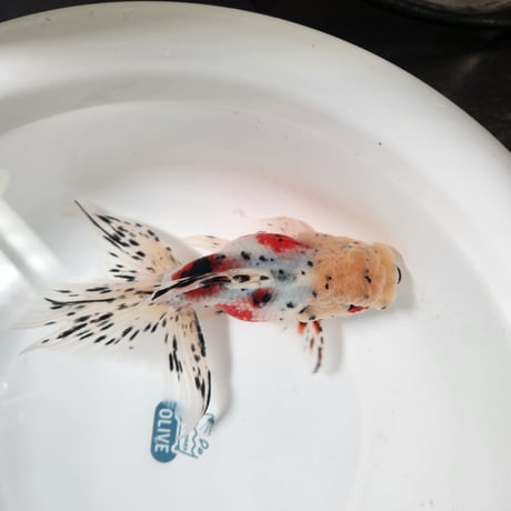 国産　上物東錦14㎝± （志村養魚場産）