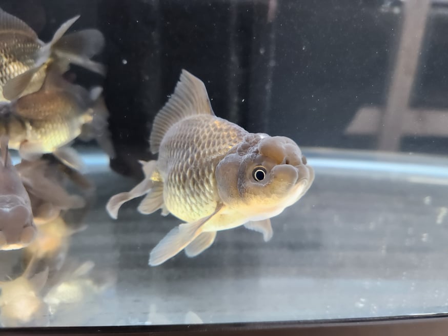 お話し中値下げ(金魚）ブラックドラゴン(東錦のまっ黒）成魚ペア産卵中 ブラックドラゴン 鈴木東錦入荷