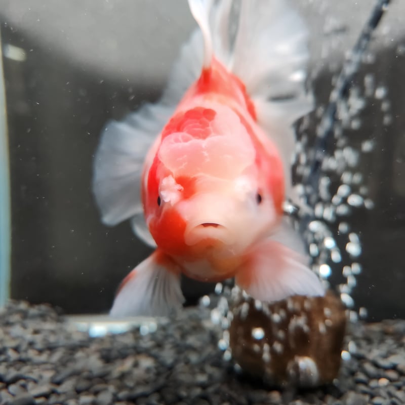 タイ産 ショートローズテールオランダ13㎝± | 金魚・クワカブ専門店 祭