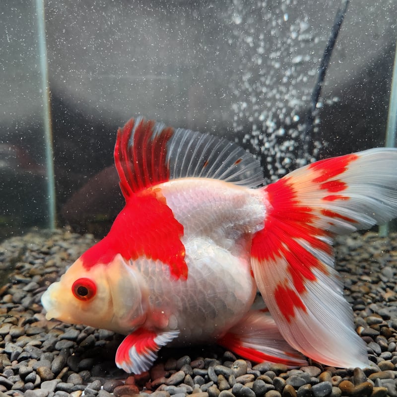 国産 更紗琉金18㎝± | 金魚・クワカブ専門店 祭-matsuri-