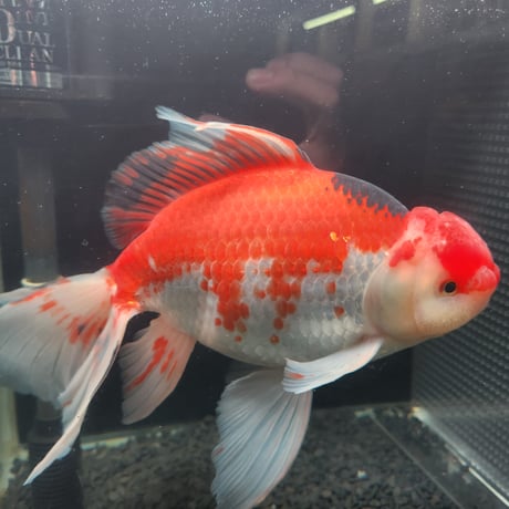 国産　上物ジャンボ獅子頭29㎝±