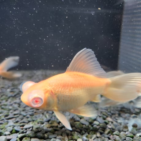 国産　アルビノ柳出目12～15㎝±