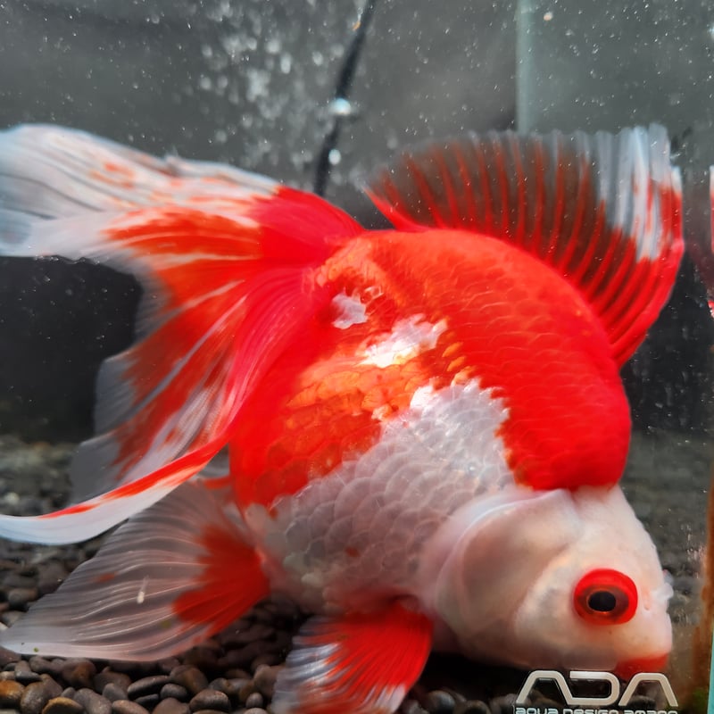 更紗様　　琉球*海花のたね 303a6a930da9f7e97842e996a63424