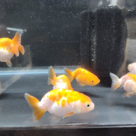 国産　ドラゴンスケールらんちゅう8㎝±（難あり）