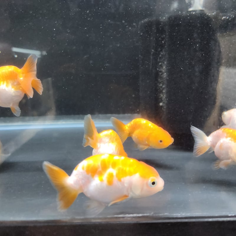 国産 ドラゴンスケールらんちゅう8㎝±（難あり） | 金魚•クワカブ専門店 祭