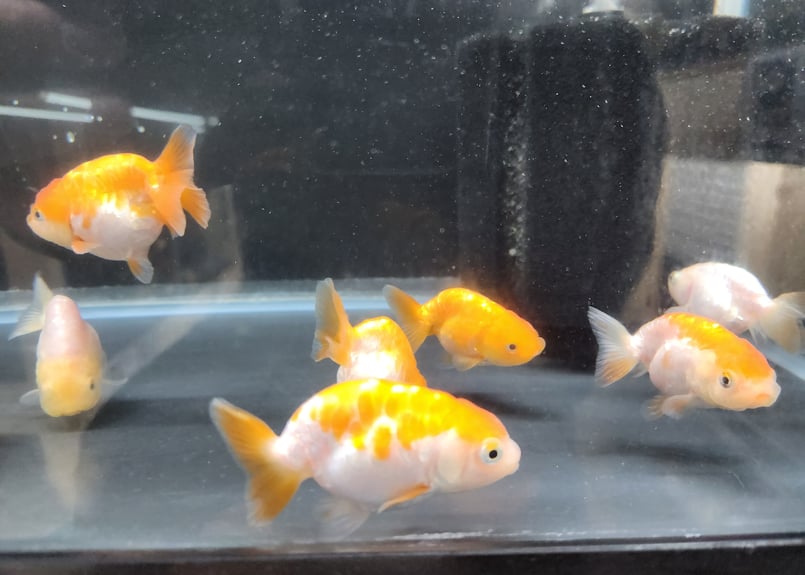 金魚 一部ご紹介！ 江戸錦（中国産） 上物個体！ フンタンもりもりの