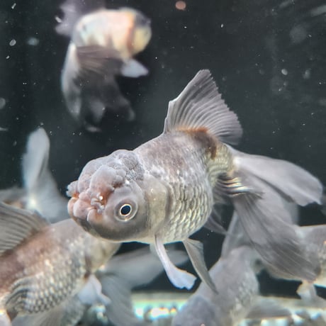 国産　青文魚13㎝±