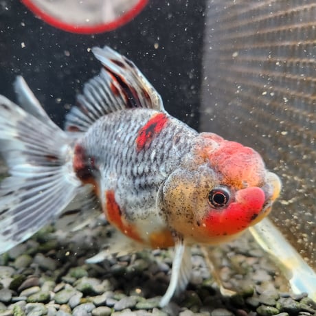 国産　五色東錦14㎝±（志村養魚場産）