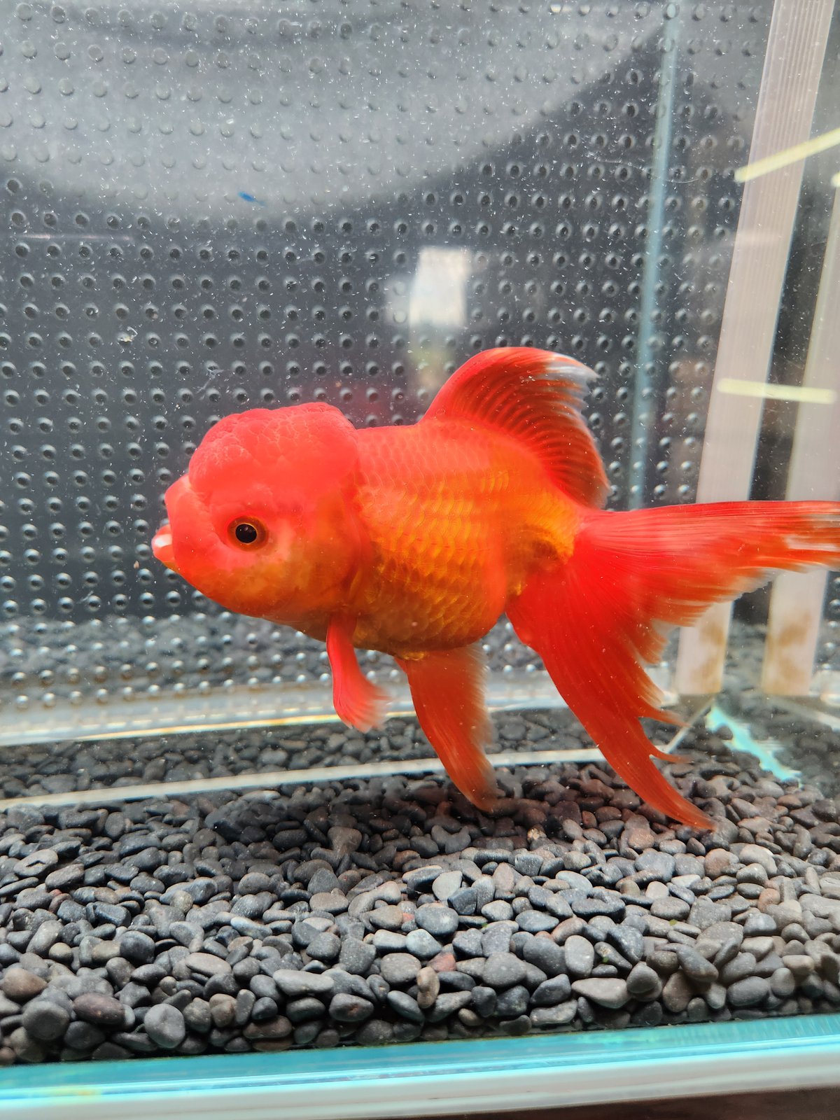 国産 オランダ獅子頭17㎝± （飯田産） | 金魚・クワカブ専門店