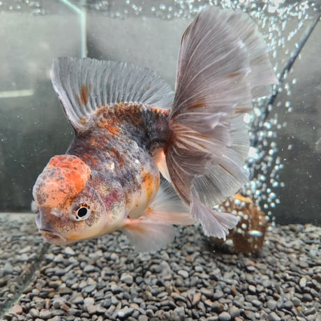 タイ産　ローズテールオランダ16㎝±